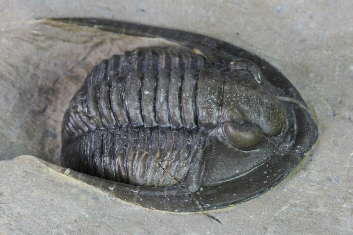 Cornuproetus Trilobite Fossil - Hamar Laghdad, Morocco #169666